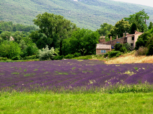 Lavender Field